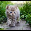 猫咪大作战内置菜单mod最新下载联机版2024无广告-猫咪大作战内置菜单mod无敌版v.7.12