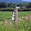 深入解析：《猫咪田园》——引领新一轮农场模拟经营游戏风潮的创新之作