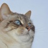 (捕梦猫游戏)在捕梦猫的引导下，探索黑暗之城中的秘密与奇幻冒险