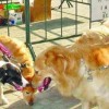 澳门大三巴一肖一特一中招生要求和一码爆(1)特:猴、狗、兔、猪创新释义、专家解析解释与落实​-留心欺诈性营销
