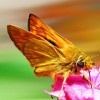 (幻想三国志4流程攻略)全攻略秘籍：《幻想三国志4》完全详解指南电子书PDF版下载