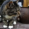 (我家有只修仙猫txt)我家有只修仙猫，从小就展现出神秘的异能能力