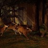 (狩猎系统)从狩猎起源，探析武道之道：从狩猎开始的武道之路