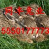 大三巴资料免费大全同77777888888新版传真：兔、鸡、蛇、羊,谨防欺诈的假承诺境-启发释义、专家解读解释与落实​