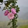 (二十四节气中春分)二十四节气的植物对应：春分对应桃花