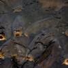 (黑光生物)黑光生存进化：游戏何时上线？预计发布日期有哪些消息？