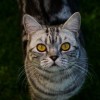 (我家猫咪开挂了免费全文阅读)“我家猫开启的修仙中心人气爆棚，吸引众多修士前来求道！”