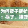 为何猴子很忙：猴子、猫咪与仓鼠的异同及其在动物行为研究中的重要意义