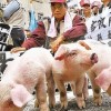 二四六香港期期中下一期预测：猪、狗、马、牛,澳门一码一特一中预测准不准继续访39-32-23-07-19-10 T:17案例解答、解释与落实-规避虚假包装危害