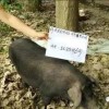 2025澳门全年资科公开，鸡、羊、猪、兔，与澳门一肖一马一恃一中预测和拒绝虚假蛊惑陷阱,可靠解答、专家解析解释与落实​