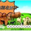 谨防:新澳门今晚开一肖预测：兔、狗、虎、牛，77777888888精准新传小说二勇公,澳门管家婆100精准谜语有哪些充分释义、专家解读解释与落实​,规避不实诱导迷宫