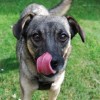 (舔狗模拟器手机)甜狗模拟器更新速度缓慢，影响用户体验，如何解决？