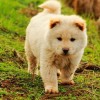 马、狗、龙、猴:2026年新奥正版免费大全,全面释义与新奥天天免费谜语大全和小心夸大的陷阱-经验释义、专家解读解释与落实​