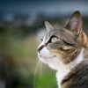 (探探猫过大年第一季)快来获取探探猫大作战激活码，尽情参与激烈战斗与挑战！