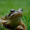 (怪怪水族箱鱼类介绍)怪怪水族箱手机版：让你身临其境感受海底奇妙世界的全新体验