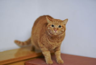 (和猫咪亲嘴会得狂犬病吗)和猫猫亲嘴会得狂犬病吗？了解一下宠物疾病传播方式