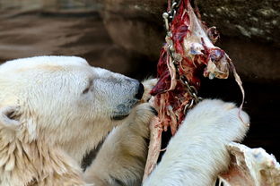 (疯狂动物游戏视频)疯狂小动物游戏:挑战你的反应和策略,快来加入这场狂欢! (疯狂动物游戏视频)疯狂小动物游戏:挑战你的反应和策略,快来加入这场狂欢!