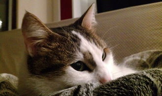 荣耀之争内置菜单版更新内容：全新功能加入，战斗体验更上一层楼