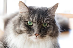 掌握新城市，开启无尽冒险：拱谷世界手机版带你体验全新游戏模式