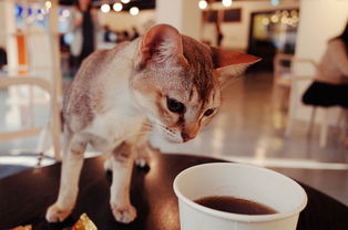 免费下载!猫咖啡店免费版咖啡店APP,让你随时享受猫乐园的快乐。 免费下载!猫咖啡店免费版咖啡店APP,让你随时享受猫乐园的快乐。