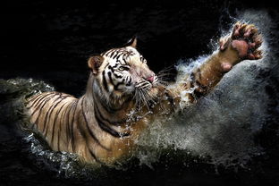 (动物王者修改教程)动物王者如何进行更新?详细步骤与注意事项解析 (动物王者修改教程)动物王者如何进行更新?详细步骤与注意事项解析