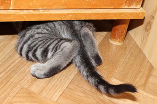(合成猫的游戏叫什么)寻找合成猫游戏现在的最新名称是什么? (合成猫的游戏叫什么)寻找合成猫游戏现在的最新名称是什么?