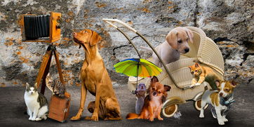 (黎明的救援)最新免费黎明救援修改器下载，限时特别版本更新大礼包！