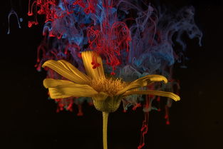 寻找巨兽足迹：探索哪里可以观看哥斯拉官方漫画并体验其独特魅力