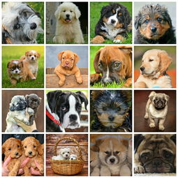魔兽世界1.12版本猎人职业升级宠物推荐攻略：精通宠物选择与养成技巧