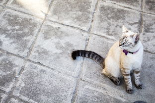 (魔武打法)魔武无双:史诗般的战斗,绝无疑问是顶尖的天赋与技艺的结晶 (魔武打法)魔武无双:史诗般的战斗,绝无疑问是顶尖的天赋与技艺的结晶