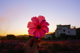 (花田是谁的作品)花田是谁？探寻花田背后的身世秘密与故事，揭开谜团引人入胜