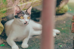 探索喵与筑无限猫爪版：猫咪主题建筑模拟器带来的无限乐趣和创意