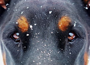 (狗狗反击主人)狗犬反击最狠的三个绝招，让你不得不重新审视它们的力量！