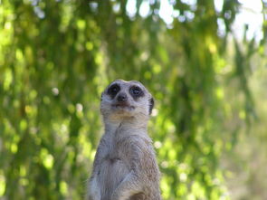 (因迪斯的谎言破解版)因狄斯谎言免广告GM菜单：揭露游戏内广告幕后真相及应对策略