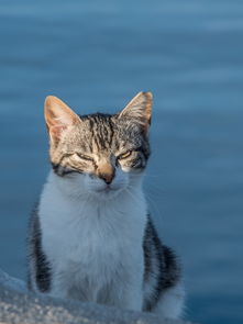 小小三国志无限元宝服：体验史诗般的战争策略，无尽元宝满足你的霸业梦想!