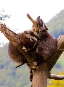 乌尤利夫的处方笺：一位深受尊敬的医者和冒险者，身世与使命交织的角色介绍