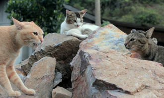 (猫咪大战争你没见过的敌人)探寻猫咪大战争的真相：背后的故事、意义与影响