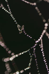 (天然水晶原石价格是多少)天然水晶原石价格市场价及相关趋势查询