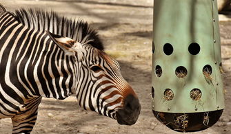 详尽解析《长生祭》攻略：从角色培养到副本挑战全方位助你轻松通关！