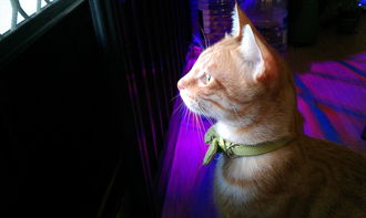 (疯狂动物园百度百科)疯狂动物园官方网站：带你探索动物王国的奇妙世界