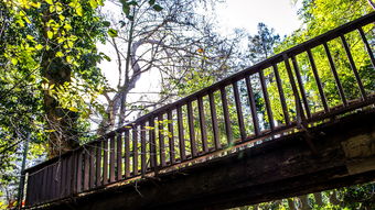 (仙路道途)仙路绿途第二卷:探寻青山绿水间的奇迹与秘密 (仙路道途)仙路绿途第二卷:探寻青山绿水间的奇迹与秘密