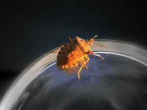 (深渊守护者攻略)探索未知的神秘领域——《深渊守卫者官网》欢迎您的光临 (深渊守护者攻略)探索未知的神秘领域——《深渊守卫者官网》欢迎您的光临