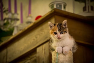 (毛茸茸的宠物猫)发现最强的猫咪:世界各地拥有超凡能力的毛茸茸小伙伴 (毛茸茸的宠物猫)发现最强的猫咪:世界各地拥有超凡能力的毛茸茸小伙伴