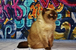 (kuromi库洛米游戏)探秘库洛米游戏:带你一起畅游在可爱与冒险的世界里 (kuromi库洛米游戏)探秘库洛米游戏:带你一起畅游在可爱与冒险的世界里