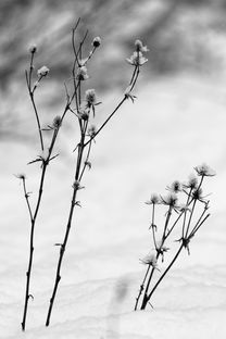 啄木鸟女骑士满天星古墓丽影最新版本介绍及全新玩法解析 啄木鸟女骑士满天星古墓丽影最新版本介绍及全新玩法解析