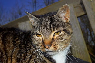 (喵斯神秘)探索喵神的迷宫游戏:揭秘神秘猫咪世界的奇幻冒险之旅 (喵斯神秘)探索喵神的迷宫游戏:揭秘神秘猫咪世界的奇幻冒险之旅