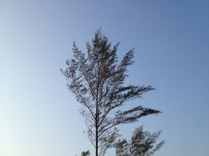 探索风驰幽林贴吧:寻找心灵栖息地,分享自然美丽与宁静生活的乐趣 探索风驰幽林贴吧:寻找心灵栖息地,分享自然美丽与宁静生活的乐趣