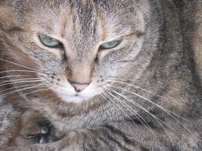 (猫和汤破解版)猫咪和汤无限金币钻石版：终极无尽乐趣，尽情解锁豪华奖励！