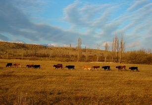 晨曦列车安装包：体验日出时刻的魅力，感受清晨列车带来的惊喜旅程