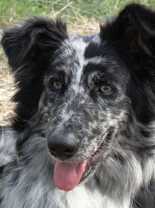 (野旷之犬)荀鹿游戏app旷野之狩:追寻探险之路,挑战野兽猎手的极限冒险 (野旷之犬)荀鹿游戏app旷野之狩:追寻探险之路,挑战野兽猎手的极限冒险